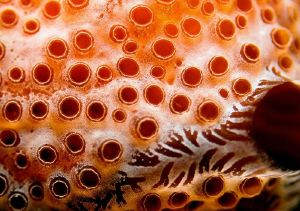 ..detail by Veronika Matějková 